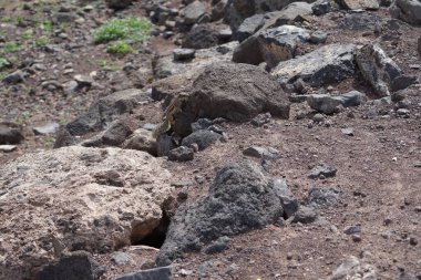 Kemirgen Atlantoxerus getulus Ekim ayında Morro Jable 'da Atlantik kıyısında vahşi doğada yaşar. Barbar sincap (