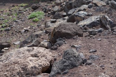 Kemirgen Atlantoxerus getulus Ekim ayında Morro Jable 'da Atlantik kıyısında vahşi doğada yaşar. Barbar sincap (