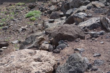 Kemirgen Atlantoxerus getulus Ekim ayında Morro Jable 'da Atlantik kıyısında vahşi doğada yaşar. Barbar sincap (