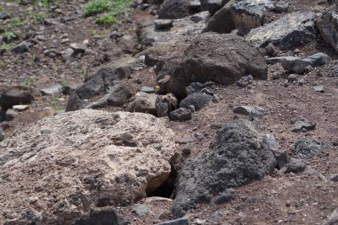 Kemirgen Atlantoxerus getulus Ekim ayında Morro Jable 'da Atlantik kıyısında vahşi doğada yaşar. Barbar sincap (