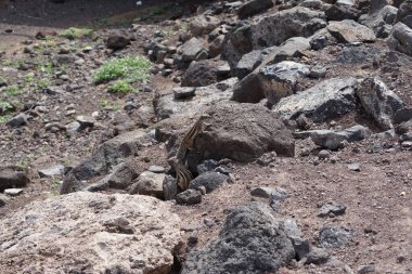 Kemirgenler Atlantoxerus getulus Ekim ayında Morro Jable 'da Atlantik kıyısında vahşi doğada yaşar. Barbar sincap (
