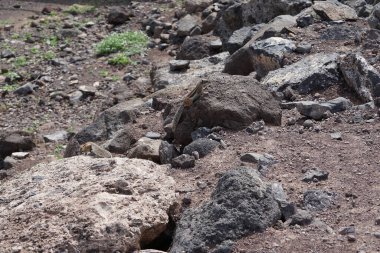 Kemirgenler Atlantoxerus getulus Ekim ayında Morro Jable 'da Atlantik kıyısında vahşi doğada yaşar. Barbar sincap (