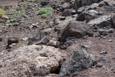 Kemirgen Atlantoxerus getulus Ekim ayında Morro Jable 'da Atlantik kıyısında vahşi doğada yaşar. Barbar sincap (