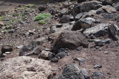 The rodent Atlantoxerus getulus lives in the wild on the Atlantic coast in Morro Jable in October. The Barbary ground squirrel, Atlantoxerus getulus, is a species of rodent in the family Sciuridae. Fuerteventura, Las Palmas, Canary Islands, Spain.   clipart