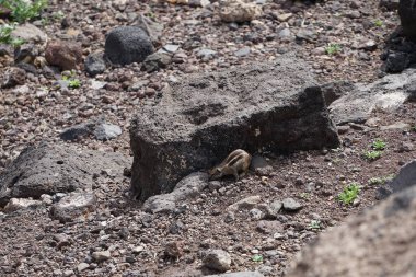 Kemirgen Atlantoxerus getulus Ekim ayında Morro Jable 'da Atlantik kıyısında vahşi doğada yaşar. Barbar sincap (