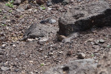 Kemirgen Atlantoxerus getulus Ekim ayında Morro Jable 'da Atlantik kıyısında vahşi doğada yaşar. Barbar sincap (