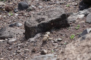 Kemirgen Atlantoxerus getulus Ekim ayında Morro Jable 'da Atlantik kıyısında vahşi doğada yaşar. Barbar sincap (