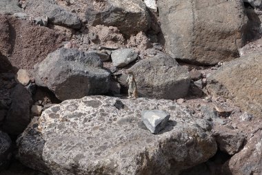 Kemirgen Atlantoxerus getulus Ekim ayında Morro Jable 'da Atlantik kıyısında vahşi doğada yaşar. Barbar sincap (