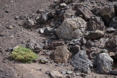 Kemirgen Atlantoxerus getulus Ekim ayında Morro Jable 'da Atlantik kıyısında vahşi doğada yaşar. Barbar sincap (