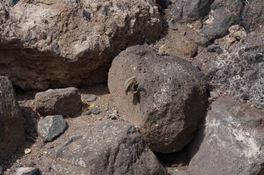 Kemirgen Atlantoxerus getulus Ekim ayında Morro Jable 'da Atlantik kıyısında vahşi doğada yaşar. Barbar sincap (