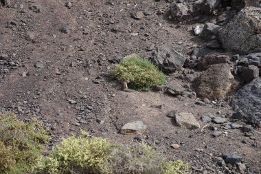 Kemirgen Atlantoxerus getulus Ekim ayında Morro Jable 'da Atlantik kıyısında vahşi doğada yaşar. Barbar sincap (