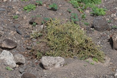 Kemirgen Atlantoxerus getulus Ekim ayında Morro Jable 'da Atlantik kıyısında vahşi doğada yaşar. Barbar sincap (