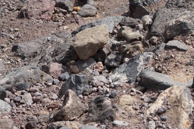 Kemirgen Atlantoxerus getulus Ekim ayında Morro Jable 'da Atlantik kıyısında vahşi doğada yaşar. Barbar sincap (