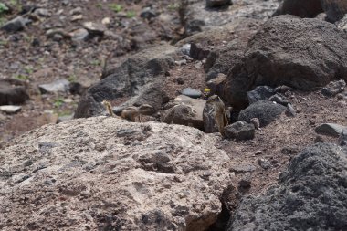 Kemirgenler Atlantoxerus getulus Ekim ayında Morro Jable 'da Atlantik kıyısında vahşi doğada yaşar. Barbar sincap (