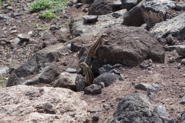 Rodents Atlantoxerus getulus live in the wild on the Atlantic coast in Morro Jable in October. The Barbary ground squirrel, Atlantoxerus getulus, is a species of rodent in the family Sciuridae. Fuerteventura, Las Palmas, Canary Islands, Spain.  clipart