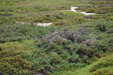 Ekim ayında tuzlu bozkır olan Matorral, gelgitlerin akışı nedeniyle Atlantik kıyısında yer almaktadır. Tuz bozkırı substrat bozkırıdır. Solana Matorral, Morro Jable, Fuerteventura, Las Palmas, Kanarya Adaları, İspanya.  