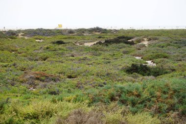 Ekim ayında tuzlu bozkır olan Matorral, gelgitlerin akışı nedeniyle Atlantik kıyısında yer almaktadır. Tuz bozkırı substrat bozkırıdır. Solana Matorral, Morro Jable, Fuerteventura, Las Palmas, Kanarya Adaları, İspanya.  
