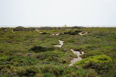 Ekim ayında tuzlu bozkır olan Matorral, gelgitlerin akışı nedeniyle Atlantik kıyısında yer almaktadır. Tuz bozkırı substrat bozkırıdır. Solana Matorral, Morro Jable, Fuerteventura, Las Palmas, Kanarya Adaları, İspanya.  