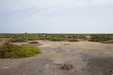 The salt steppe Matorral with vegetation in October is located on the Atlantic coast due to the ebb and flow of the tides. A salt steppe is a substrate steppe. Solana Matorral, Morro Jable, Fuerteventura, Las Palmas, Canary Islands, Spain.   clipart