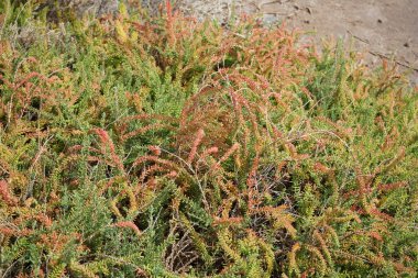 Suaeda vera ekim ayında büyür. Suaeda vera, Amaranthaceae familyasından Amaranthaceae familyasından bir bitki türü. Solana Matorral, Morro Jable, Fuerteventura, Las Palmas, Kanarya Adaları, İspanya. 