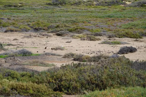 Bir Bubulcus Ibis kuşu Morro Jable 'daki Kuş izleme istasyonunun çevresinde yürüyor. Ekin (