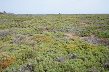 Ekim ayında tuzlu bozkır olan Matorral, gelgitlerin akışı nedeniyle Atlantik kıyısında yer almaktadır. Tuz bozkırı substrat bozkırıdır. Solana Matorral, Morro Jable, Fuerteventura, Las Palmas, Kanarya Adaları, İspanya.  