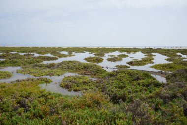 Ekim ayında tuzlu bozkır olan Matorral, gelgitlerin akışı nedeniyle Atlantik kıyısında yer almaktadır. Tuz bozkırı substrat bozkırıdır. Solana Matorral, Morro Jable, Fuerteventura, Las Palmas, Kanarya Adaları, İspanya.  