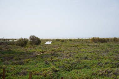 Ekim ayında tuzlu bozkır olan Matorral, gelgitlerin akışı nedeniyle Atlantik kıyısında yer almaktadır. Tuz bozkırı substrat bozkırıdır. Solana Matorral, Morro Jable, Fuerteventura, Las Palmas, Kanarya Adaları, İspanya.  