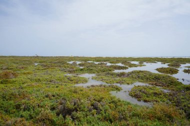 Ekim ayında tuzlu bozkır olan Matorral, gelgitlerin akışı nedeniyle Atlantik kıyısında yer almaktadır. Tuz bozkırı substrat bozkırıdır. Solana Matorral, Morro Jable, Fuerteventura, Las Palmas, Kanarya Adaları, İspanya.  