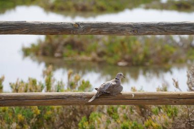 Bir Streptopelia dekaocto kuşu Morro Jable 'daki Matorral tuz bozkırının yakınındaki bir çite oturur. Avrasya güvercini, güvercin veya Türk güvercini Streptopelia decaocto, güvercin türüdür. Solana Matorral, Fuerteventura, Kanarya Adaları, İspanya. 