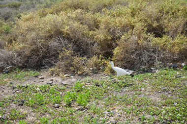 Bir Bubulcus Ibis kuşu Morro Jable 'daki Kuş izleme istasyonunun çevresinde yürüyor. Ekin (