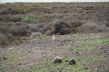 Bir Bubulcus Ibis kuşu Morro Jable 'daki Kuş izleme istasyonunun çevresinde yürüyor. Ekin (