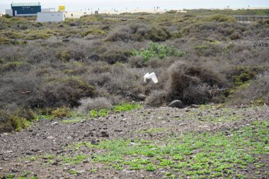 Morro Jable 'daki Kuş izleme istasyonu civarındaki Matorral tuz bozkırının üzerinden bir Bubulcus Ibis kuşu uçuyor. Ekin (