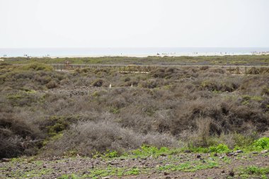 Bubulcus Ibis kuşları, Morro Jable 'daki Kuş izleme istasyonunun yakınındaki Saladar de Jandia tuz bozkırında yaşıyor. Ekin (