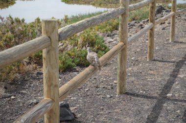 Bir Streptopelia dekaocto kuşu Morro Jable 'daki Matorral tuz bozkırının yakınındaki bir çite oturur. Avrasya güvercini, güvercin veya Türk güvercini Streptopelia decaocto, güvercin türüdür. Solana Matorral, Fuerteventura, Kanarya Adaları, İspanya. 
