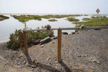 Streptopelia dekaocto kuşları Morro Jable 'daki Matorral tuz bozkırının yakınındaki bir çitin üzerinde otururlar. Avrasya güvercini, güvercin veya Türk güvercini Streptopelia decaocto, güvercin türüdür. Solana Matorral, Fuerteventura, Kanarya Adaları, İspanya. 
