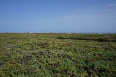 Ekim ayında tuzlu bozkır olan Matorral, gelgitlerin akışı nedeniyle Atlantik kıyısında yer almaktadır. Tuz bozkırı substrat bozkırıdır. Solana Matorral, Morro Jable, Fuerteventura, Las Palmas, Kanarya Adaları, İspanya.  