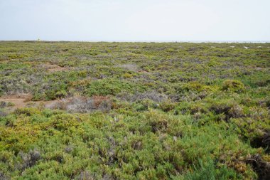 Ekim ayında tuzlu bozkır olan Matorral, gelgitlerin akışı nedeniyle Atlantik kıyısında yer almaktadır. Tuz bozkırı substrat bozkırıdır. Solana Matorral, Morro Jable, Fuerteventura, Las Palmas, Kanarya Adaları, İspanya.  