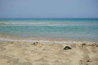 Ekim ayında Playa del Matorral sahilinde yüksek dalgalar ve kıyıya yakın güçlü akıntılarla fırtınalı Atlantik Okyanusu manzarası. Solana Matorral, Morro Jable, Las Palmas, Kanarya Adaları, İspanya. 