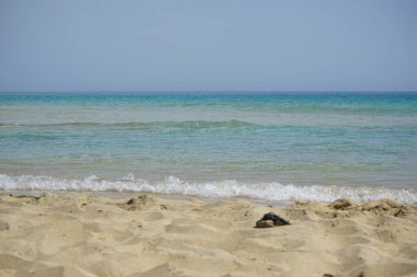 Ekim ayında Playa del Matorral sahilinde yüksek dalgalar ve kıyıya yakın güçlü akıntılarla fırtınalı Atlantik Okyanusu manzarası. Solana Matorral, Morro Jable, Las Palmas, Kanarya Adaları, İspanya. 