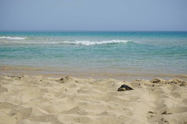 Ekim ayında Playa del Matorral sahilinde yüksek dalgalar ve kıyıya yakın güçlü akıntılarla fırtınalı Atlantik Okyanusu manzarası. Solana Matorral, Morro Jable, Las Palmas, Kanarya Adaları, İspanya. 