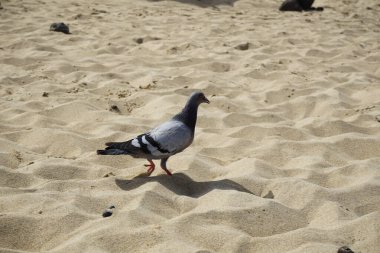 Columba Livia Kuşu Ekim ayında Morro Jable 'da Playa del Matorral plajındadır. Kaya güvercini (