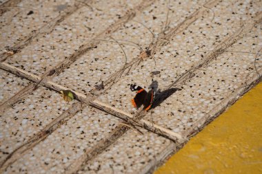 Vanessa atalanta sits on the paving slabs in October. Vanessa atalanta, the red admiral or, previously, the red admirable, is a well-characterized, medium-sized butterfly with black wings, red bands. Solana Matorral, Morro Jable, Fuerteventura.     clipart