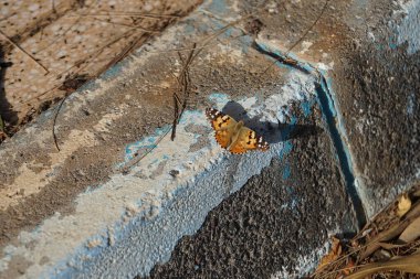 The butterfly Vanessa cardui sits on the sidewalk curb in October. Vanessa cardui, Cynthia cardui, painted lady, is the most widespread of all butterfly species. Solana Matorral, Morro Jable, Fuerteventura, Canary Islands, Spain. clipart