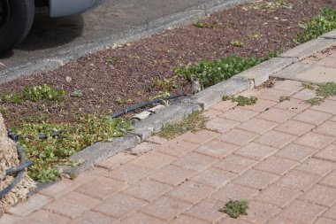Anthus berthelotii, Morro Jable 'daki Kuş izleme istasyonunun yakınında yaşar. Berthelot 'un pipit' i Anthus berthelotii, yoldan geçen küçük bir kuştur. Solana Matorral, Las Palmas, Fuerteventura, Kanarya Adaları, İspanya. 