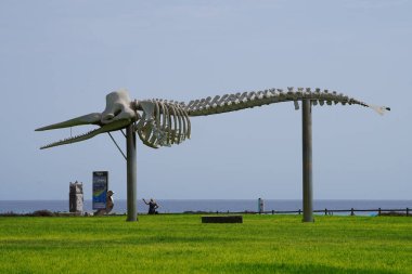 Solana Matorral, Fuerteventura, İspanya - 25 Ekim 2022: Solana Matorral, Las Palmas, Kanarya Adaları 'ndaki Atlantik kıyısında bir sperm balinası iskeleti heykeli duruyor.