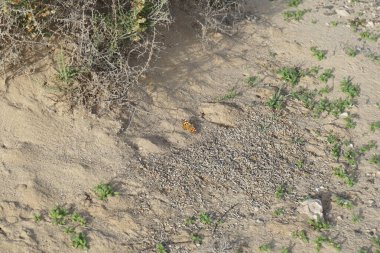Kelebek Vanessa Cardui ekim ayında kayalık kumlu zeminde oturur. Vanessa Cardui, Cynthia Cardui, boyalı bayan, tüm kelebek türlerinin en yaygın olanıdır. Solana Matorral, Morro Jable, Las Palmas, Kanarya Adaları, İspanya.