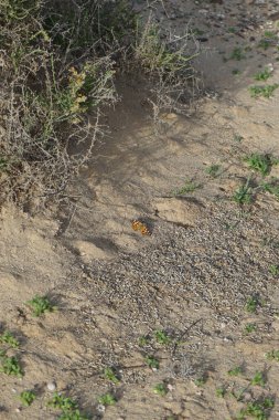 The butterfly Vanessa cardui sits on rocky-sandy ground in October. Vanessa cardui, Cynthia cardui, painted lady, is the most widespread of all butterfly species. Solana Matorral, Morro Jable, Las Palmas, Canary Islands, Spain. clipart