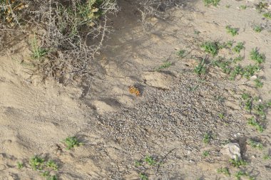 The butterfly Vanessa cardui sits on rocky-sandy ground in October. Vanessa cardui, Cynthia cardui, painted lady, is the most widespread of all butterfly species. Solana Matorral, Morro Jable, Las Palmas, Canary Islands, Spain. clipart