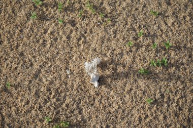 Neurada procumbens ekim ayında büyür. Neurada procumbens, Neuradaceae familyasındaki tek bitki türü. Costa Calma, Fuerteventura, Las Palmas, Kanarya Adaları, İspanya. 